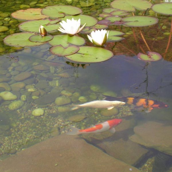 Nos r&eacute;alisations S&eacute;lestat 0