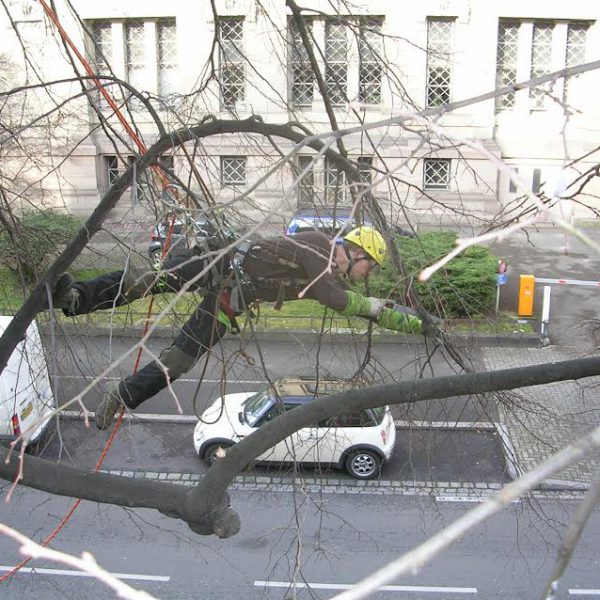 Taille et abattage d&rsquo;arbres &agrave; Obernai en Alsace (67) Ostwald