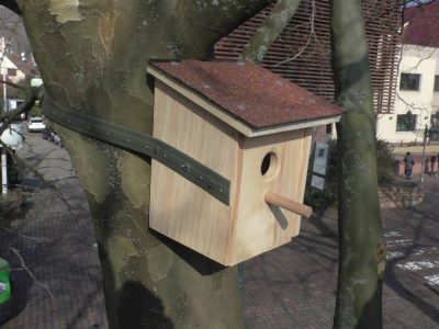 Lutte contre le tigre du platane &agrave; Barr Lingolsheim 1