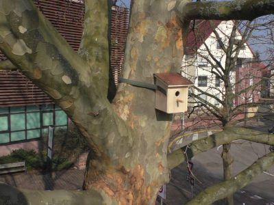 Lutte contre le tigre du platane &agrave; Barr Erstein 0