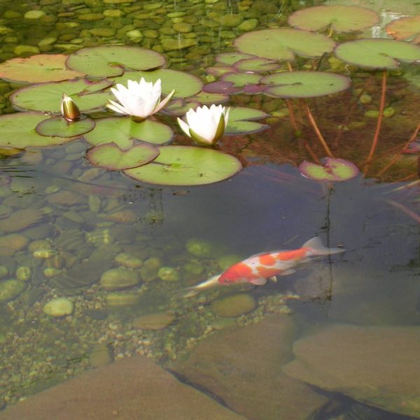 Bassin aquatique Obernai 5