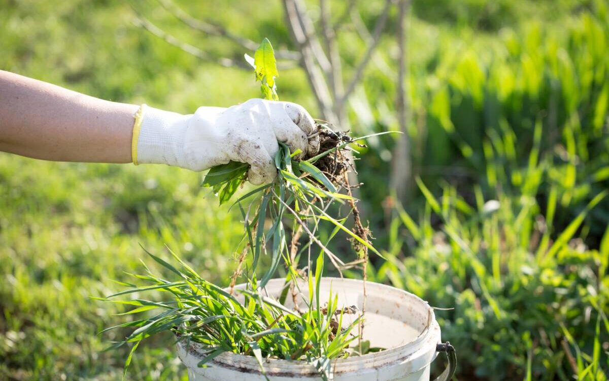 Comment bien entretenir son jardin ? Erstein