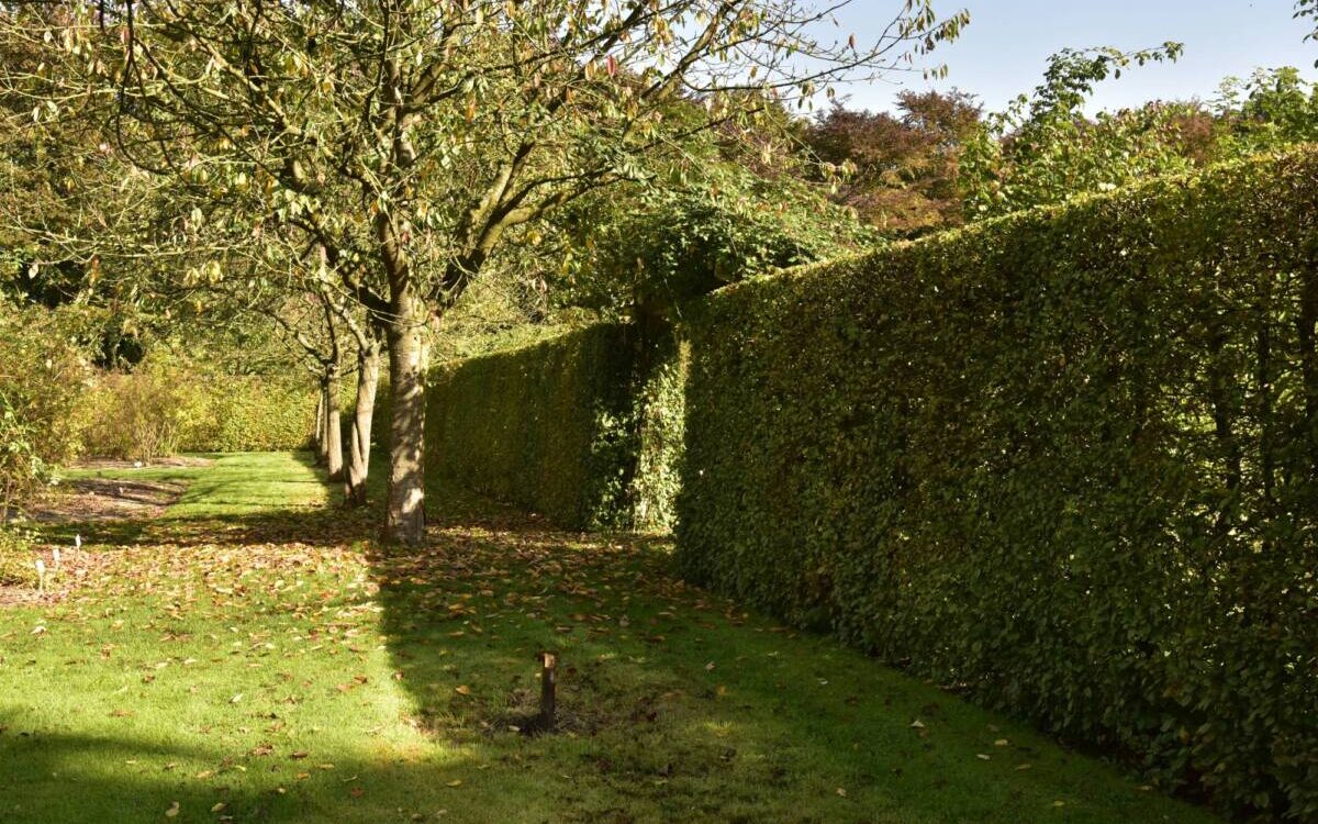 Comment r&eacute;ussir la taille des arbres et arbustes ? Strasbourg