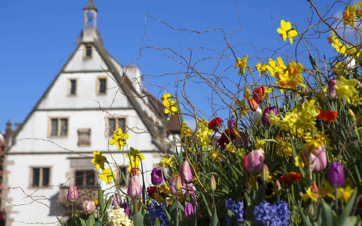 D&eacute;couvrez Acqua Plant &agrave; la 20&egrave;me &eacute;dition du Salon Biobernai &ndash; 15 au 17 septembre 2023 Bischheim