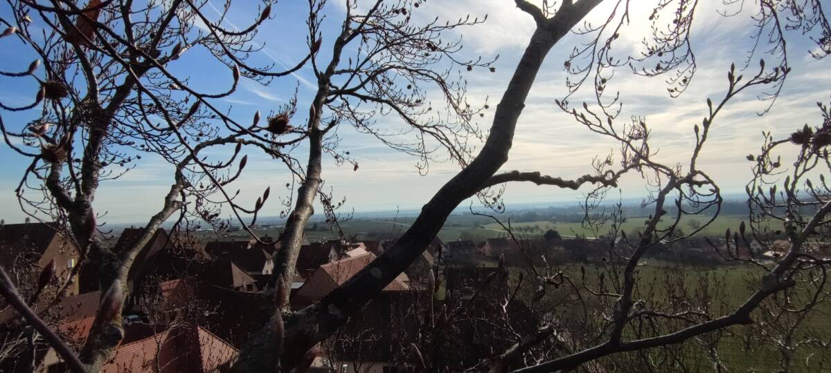 Pourquoi confier le taillage de ses arbres &agrave; un professionnel ? Ostwald