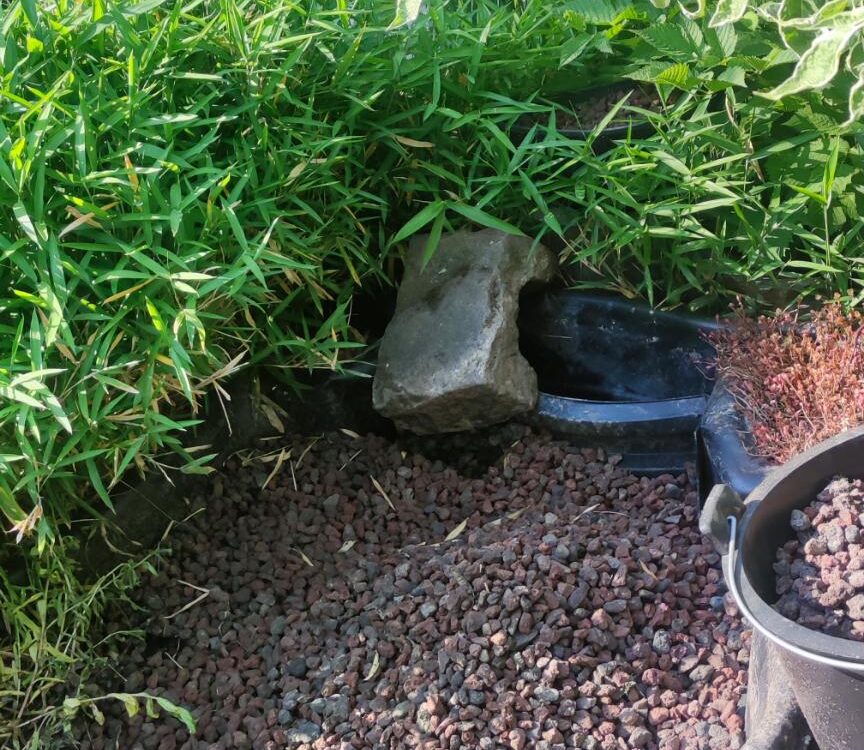 Comment fonctionne un jardin d&rsquo;assainissement &eacute;cologique au quotidien ? Bischheim