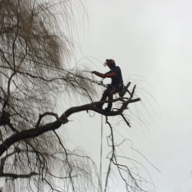 Taille et abattage d&rsquo;arbres &agrave; Obernai en Alsace (67) Saint-Di&eacute;-des-Vosges 2