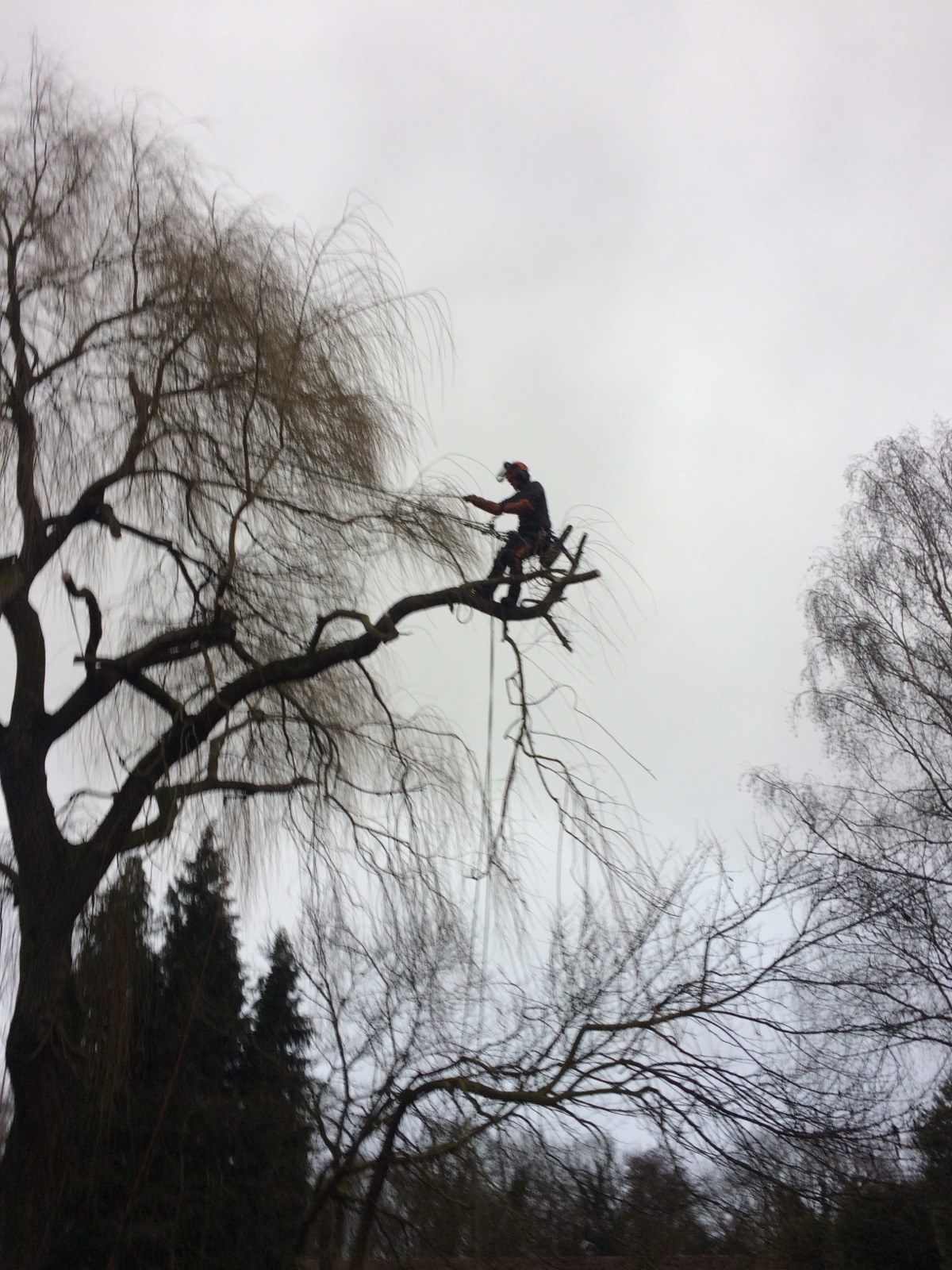 &Eacute;laguer ou abattre vos arbres : comment d&eacute;cider ? Lingolsheim