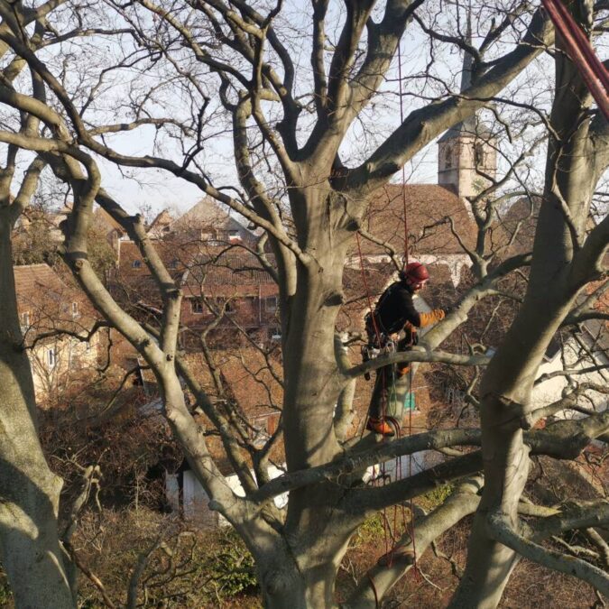 Taille et abattage d&rsquo;arbres &agrave; Obernai en Alsace (67) Ostwald 0