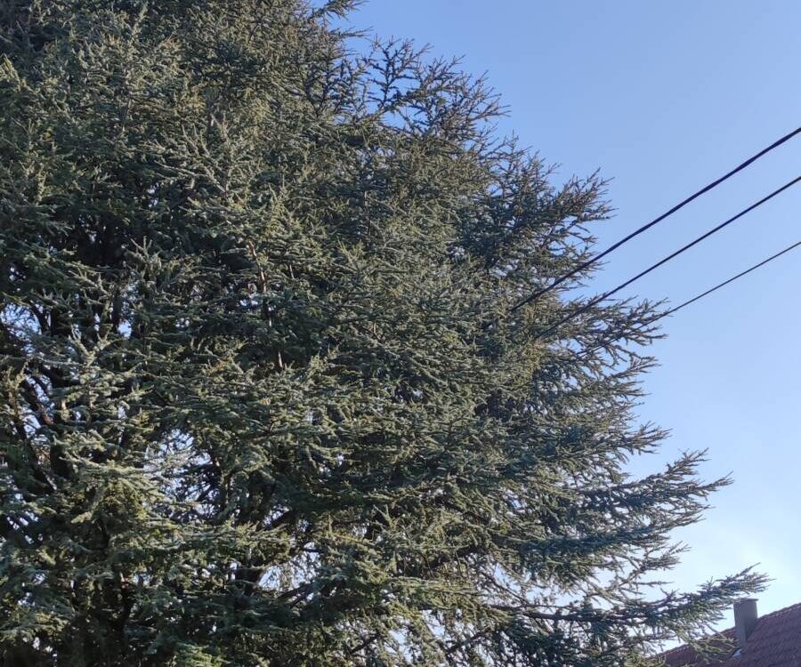 Pourquoi entretenir ses arbres ? Colmar