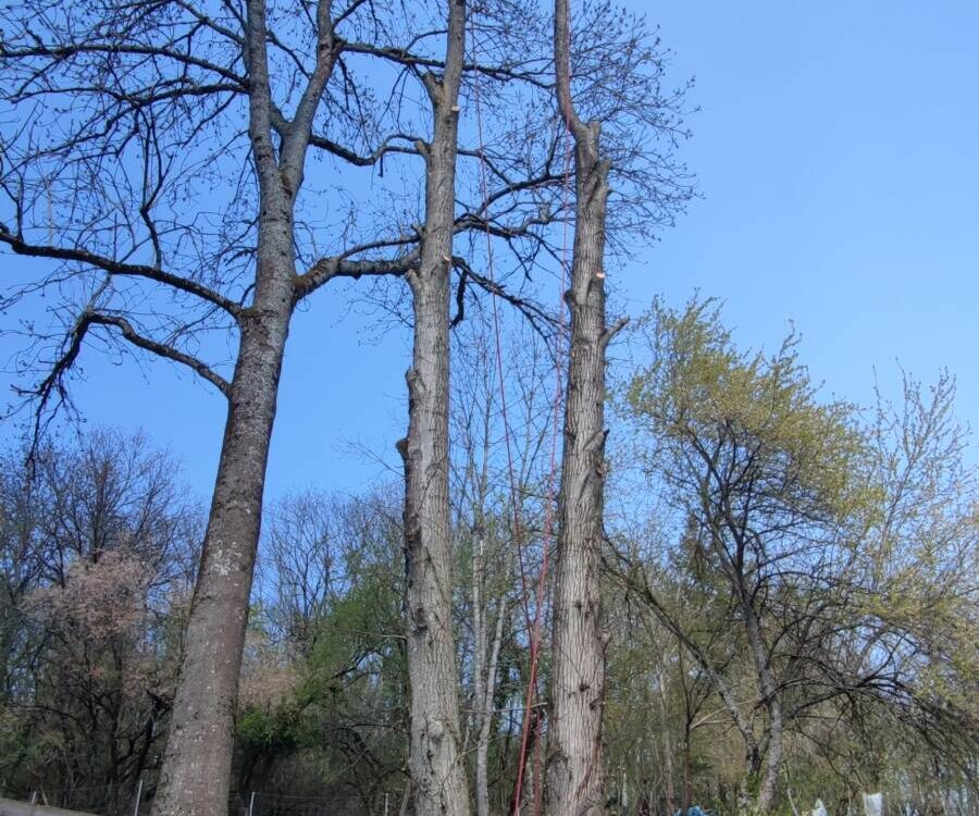 Comment reconna&icirc;tre les signes indiquant qu&rsquo;un arbre a besoin d&rsquo;&ecirc;tre taill&eacute; ? Strasbourg