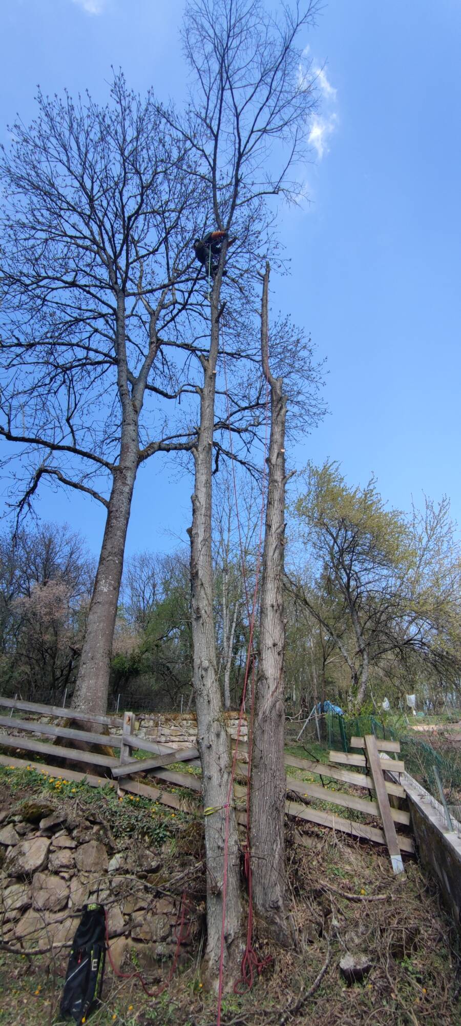 Comment reconna&icirc;tre les signes indiquant qu&rsquo;un arbre a besoin d&rsquo;&ecirc;tre taill&eacute; ? Strasbourg