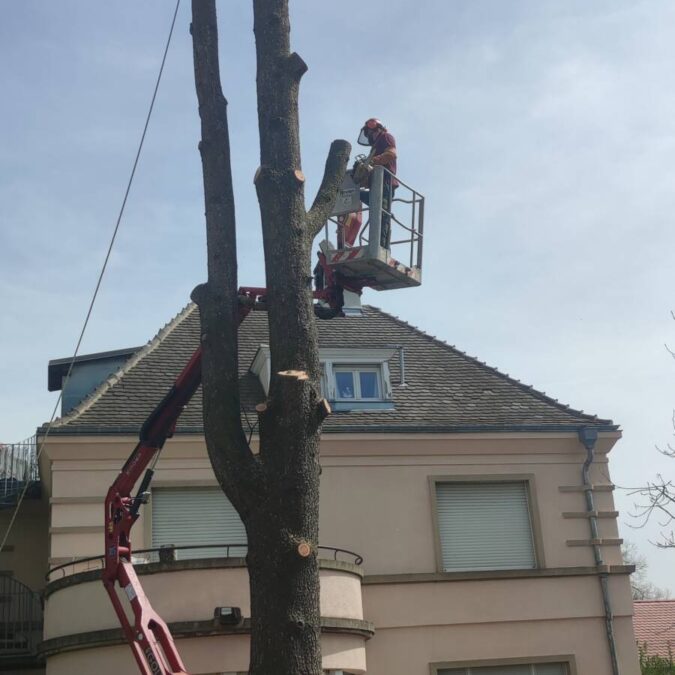Taille et abattage d&rsquo;arbres &agrave; Obernai en Alsace (67) Strasbourg 1