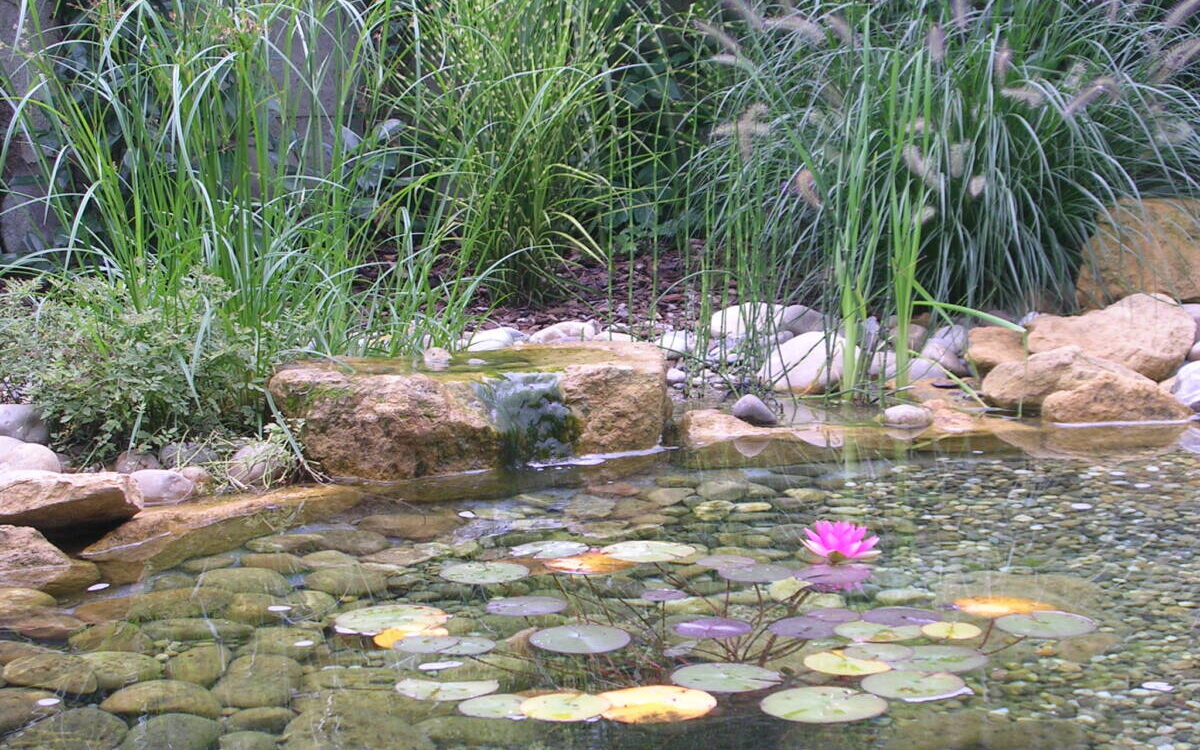 001 1200X750 | Acqua Plant Quels styles de bassins choisir pour donner du caractère à son jardin ? Erstein