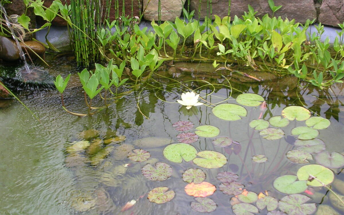 Quelles plantes aquatiques choisir pour une floraison tout au long de l&rsquo;ann&eacute;e ? Colmar
