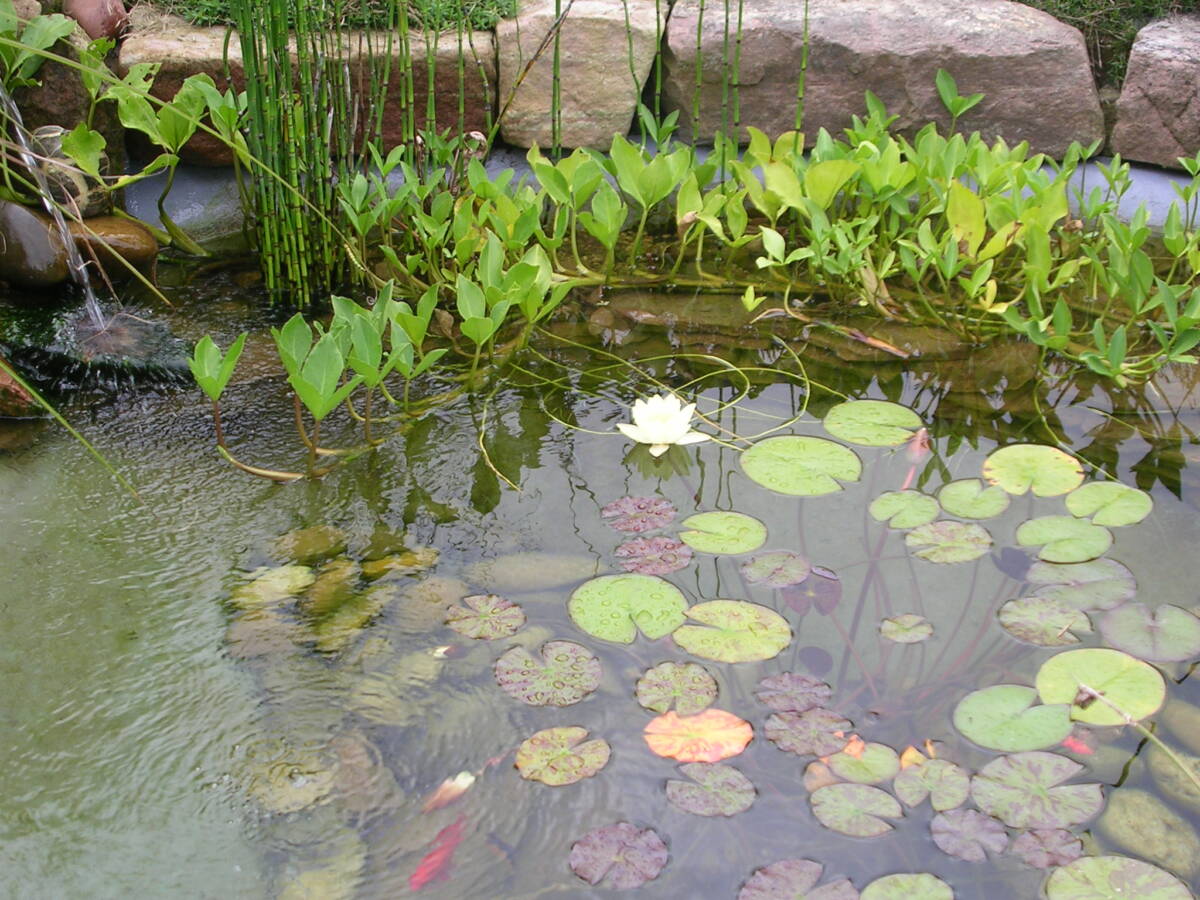 Quelles plantes aquatiques choisir pour une floraison tout au long de l&rsquo;ann&eacute;e ? Colmar