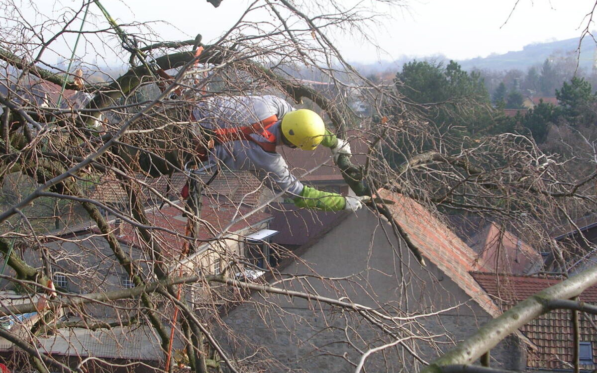 Quelle p&eacute;riode pour l’&eacute;lagage des arbres ? Bischheim