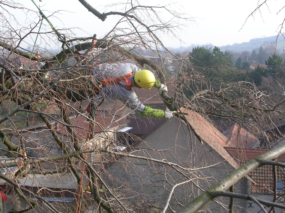 Quelle p&eacute;riode pour l’&eacute;lagage des arbres ? Bischheim