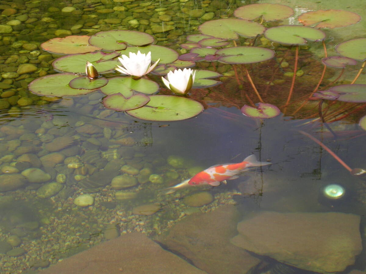 Quels poissons mettre dans un bassin d’ornement ? Saverne