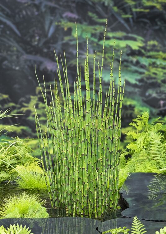12D61F41 7EC5 4844 970F 7E71AC86AF04 534X750 | Acqua Plant Comment créer un bassin naturel qui reste clair sans système complexe ? Illkirch-Graffenstaden