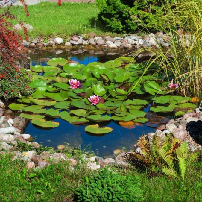 BASSIN_D_ORNEMENT 675X675 | Acqua Plant Création de jardin aquatique à Obernai en Alsace Saint-Dié-des-Vosges 2