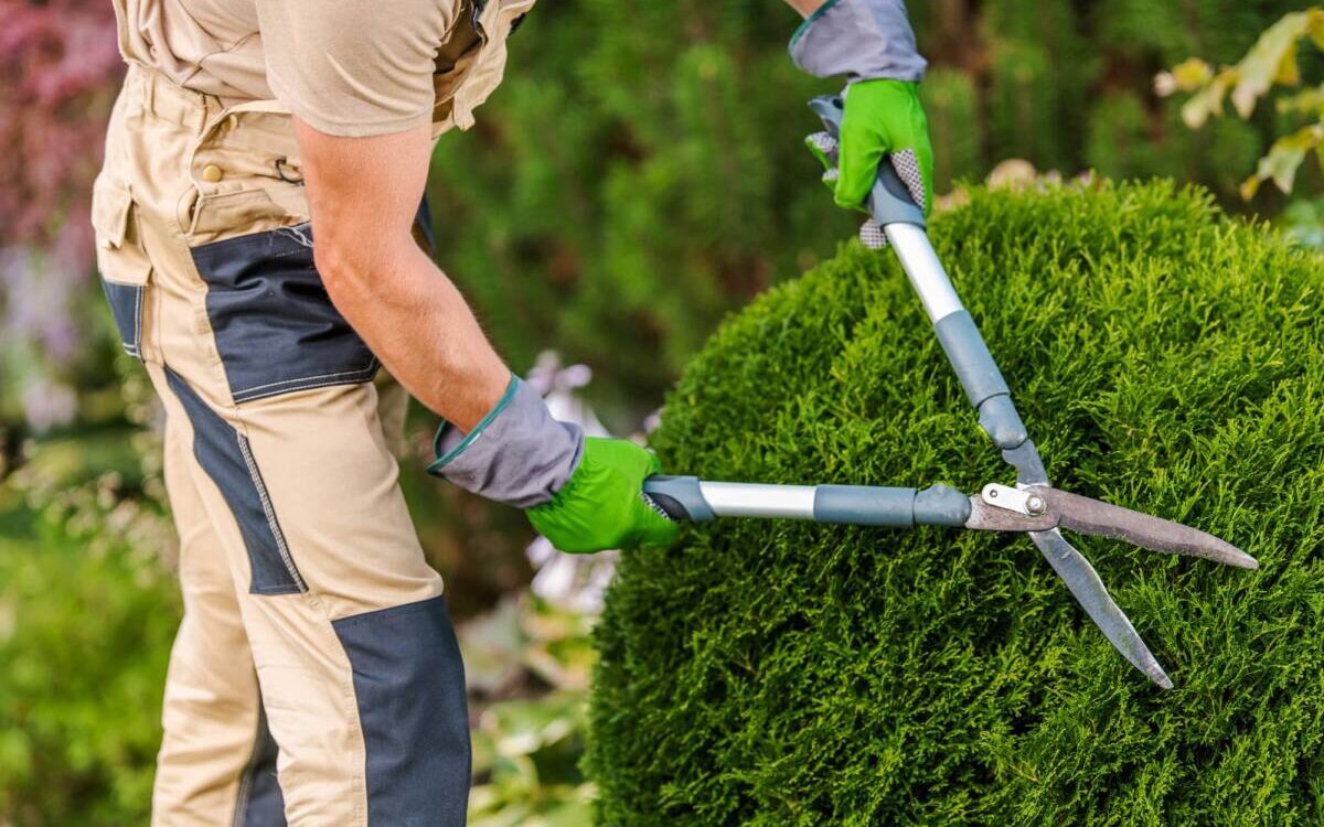 Comment l&rsquo;&eacute;lagage favorise-t-il la sant&eacute; de votre jardin ? Schiltigheim