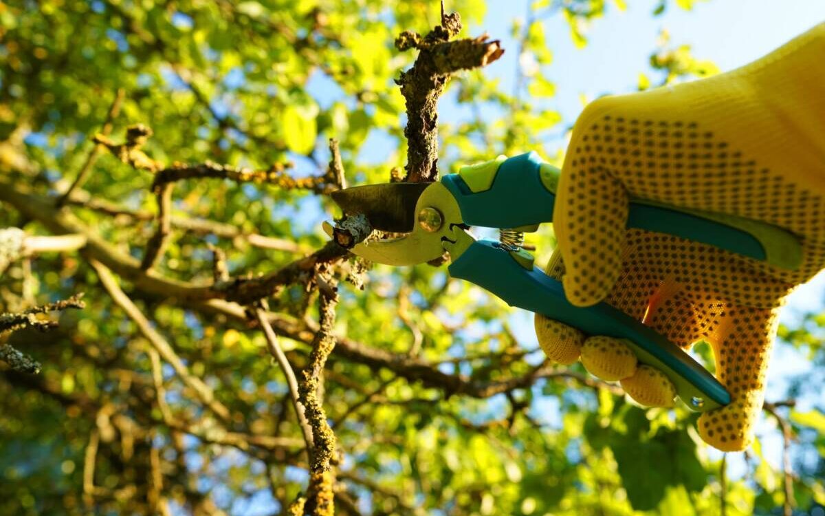 DECHETS_VERTS_TAILLE_DES_ARBRES 1200X750 | Acqua Plant Comment bien gérer les déchets verts issus de la taille des arbres ? Bischheim