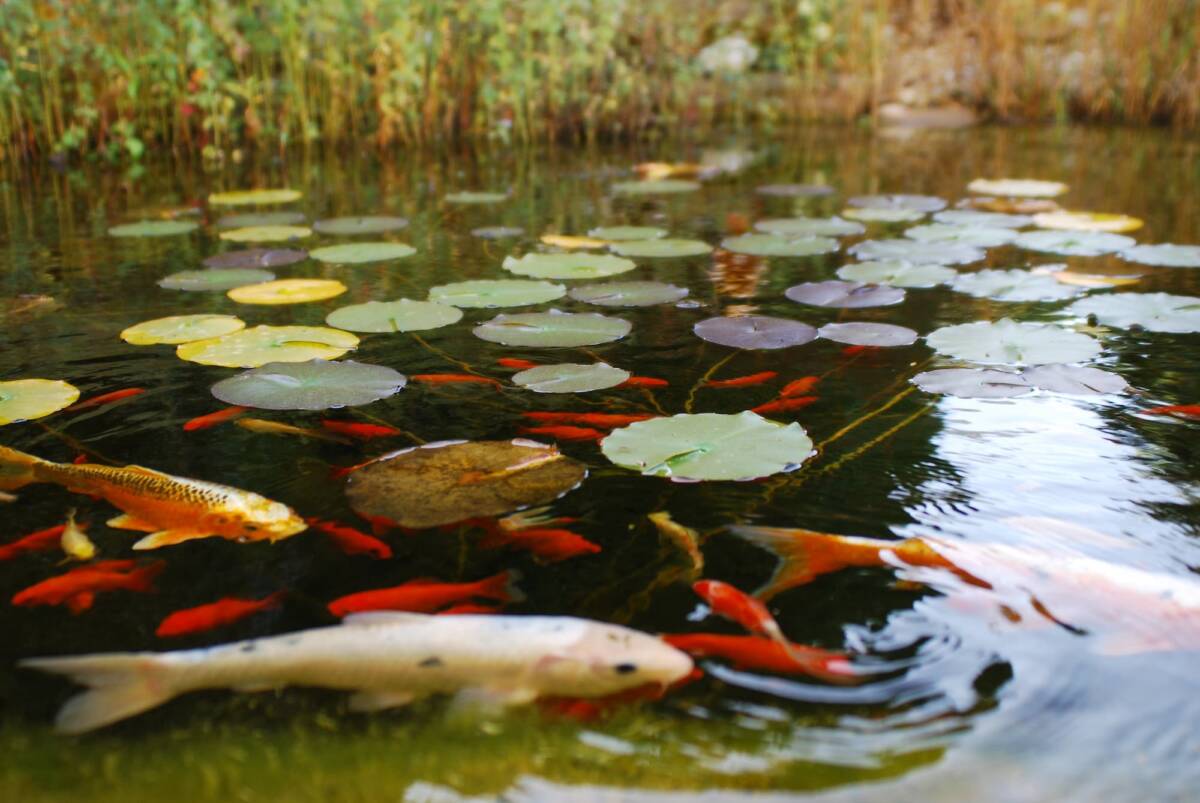 Quels sont les meilleurs poissons pour un bassin d&rsquo;ornement sans filtration m&eacute;canique ? Illkirch-Graffenstaden